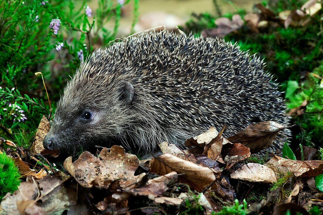 European Hedgehog, erinaceus europaeus, Adult standing on Automn Leaves, Normandy