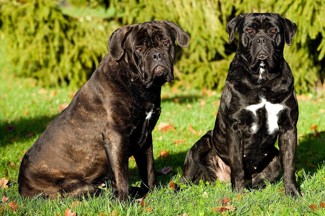Cane Corso, a Dog Breed from Italy, Pair sitting on Grass