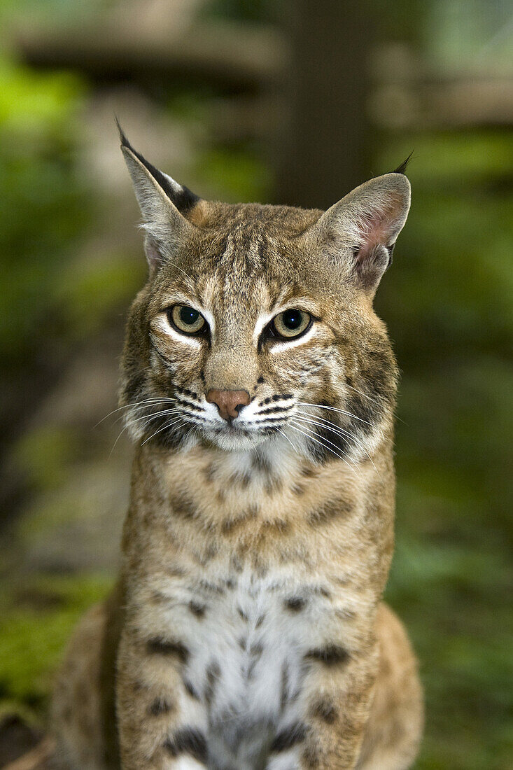 Portrait of European Lynx, felis lynx.