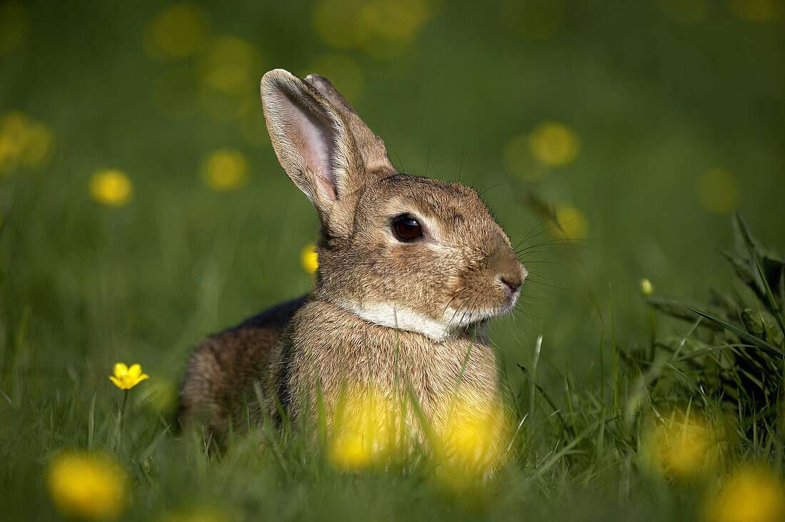 European Rabbit, oryctolagus cuniculus, standing in Yellow Flowers, Normandy.