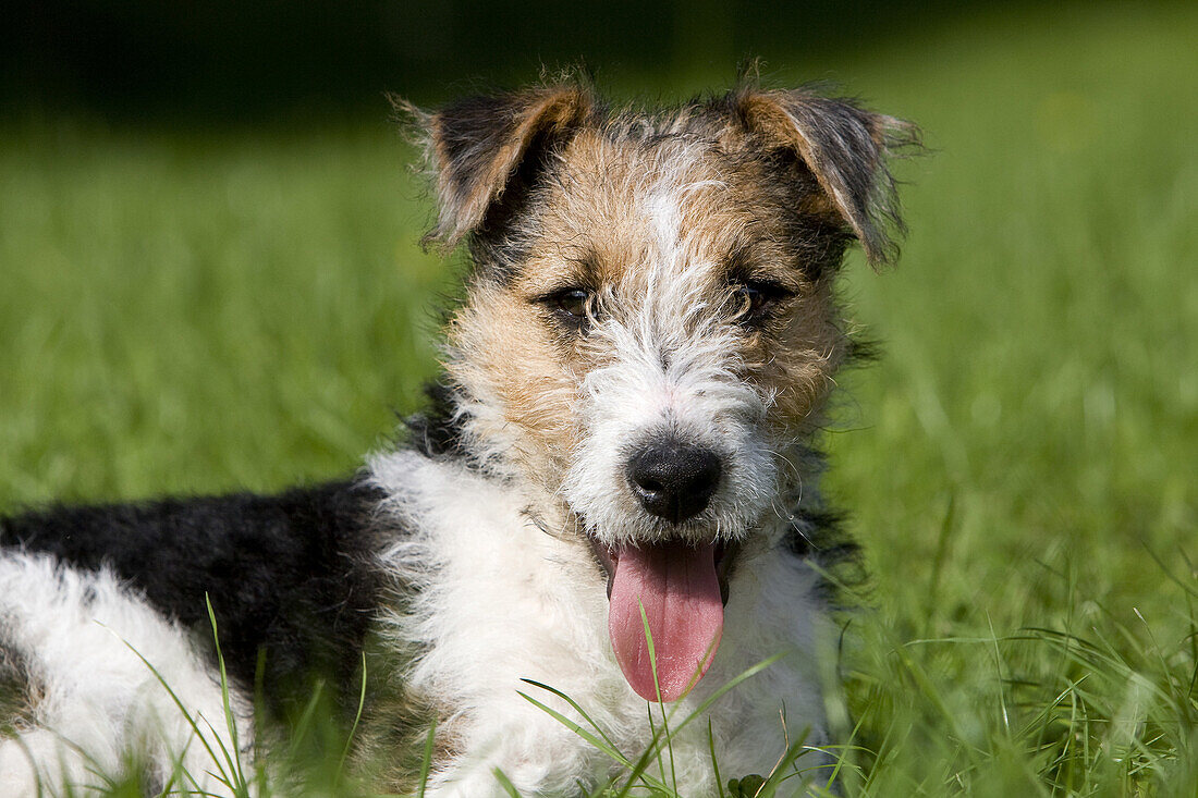 Wire-Haired Fox Terrier, Pup laying on Grass, with Tongue out.