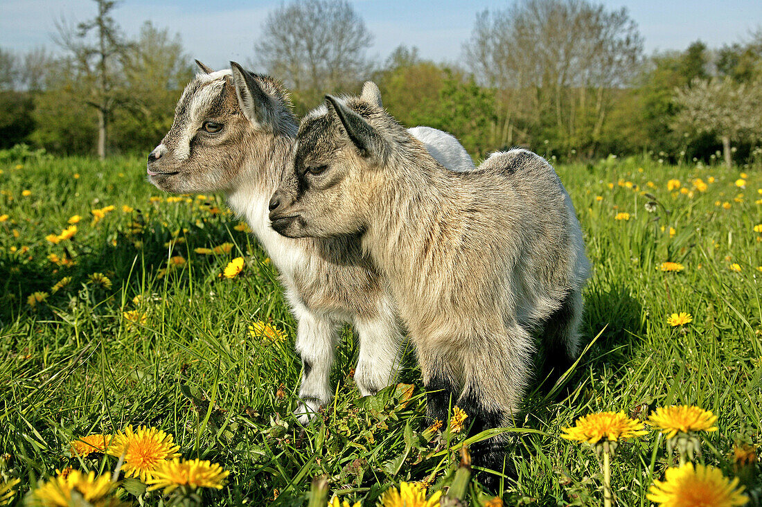 3 Months Old Pygmy Goat or Dwarf Goat, capra hircus.