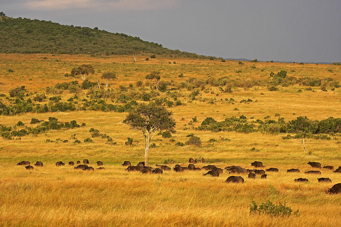 African Buffalo, syncerus caffer, Herd at Masai Mara Park in Kenya.