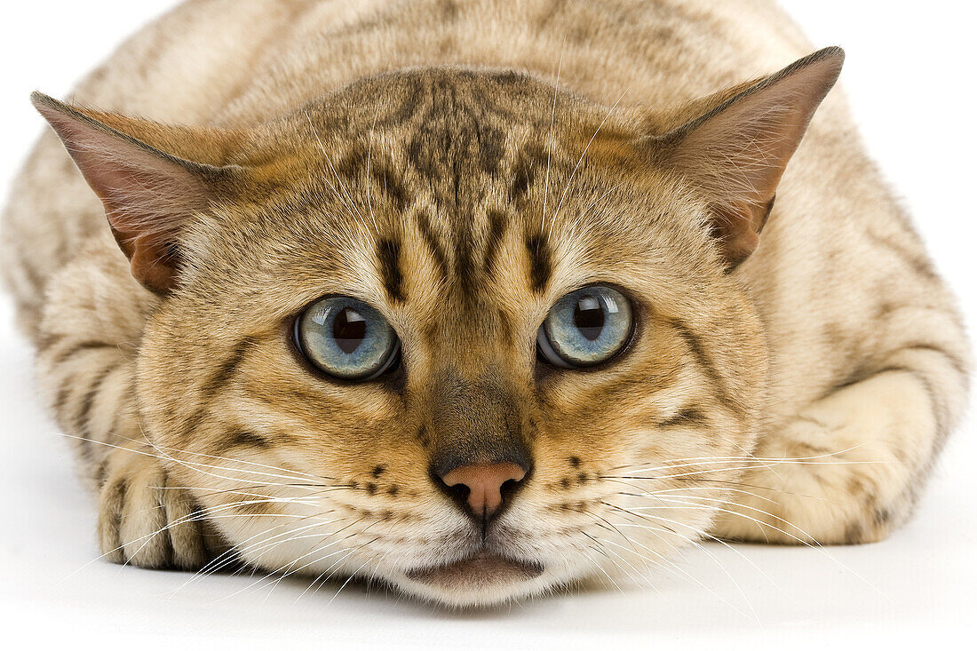 Seal Mink Tabby Bengale Male Domestic Cat against White Background.