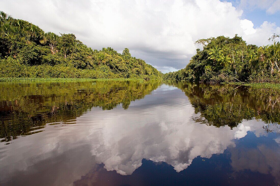 Landscape Photograph Of Orinoco Rivers Coastline Vegetation Blue Sky And White Clouds Reflected On The Mirror Like Rivers Calm Waters, DELTA DEL ORINOCO, GUAYANA, VENEZUELA