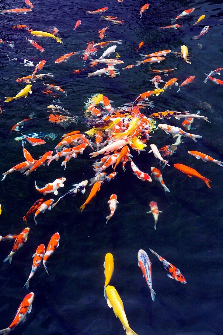 CHINA HONG KONG KOWLOON WONG TAI SIN NAN LIAN GARDENS DIAMOND HILL Big colored fishes used for Fang Sui improvement gathered from all directions to the centre, inside a dark water pond