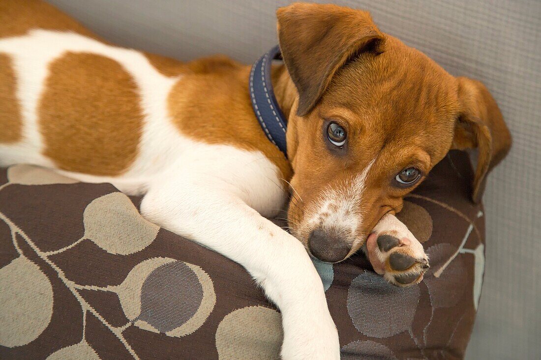 Relaxing mixed breed puppy.