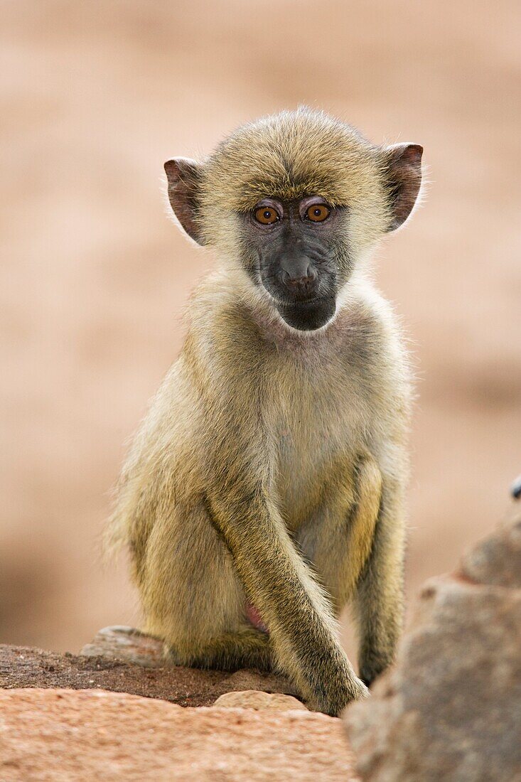 Young baboon - Taita Hills Wildlife Sanctuary, Kenya