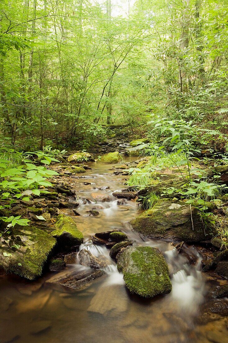 Creek on Coontree Trail - Pisgah National Forest, near Brevard, North Carolina, USA