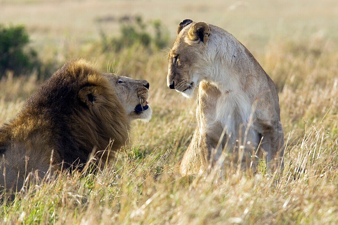 Male and Female Lion face-to-face - Masai Mara National Reserve, Kenya