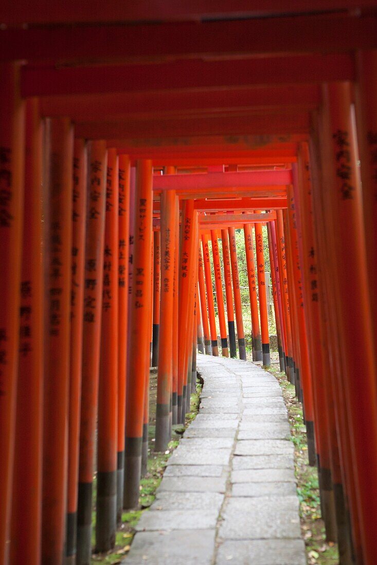 Torii covered path, Tokyo