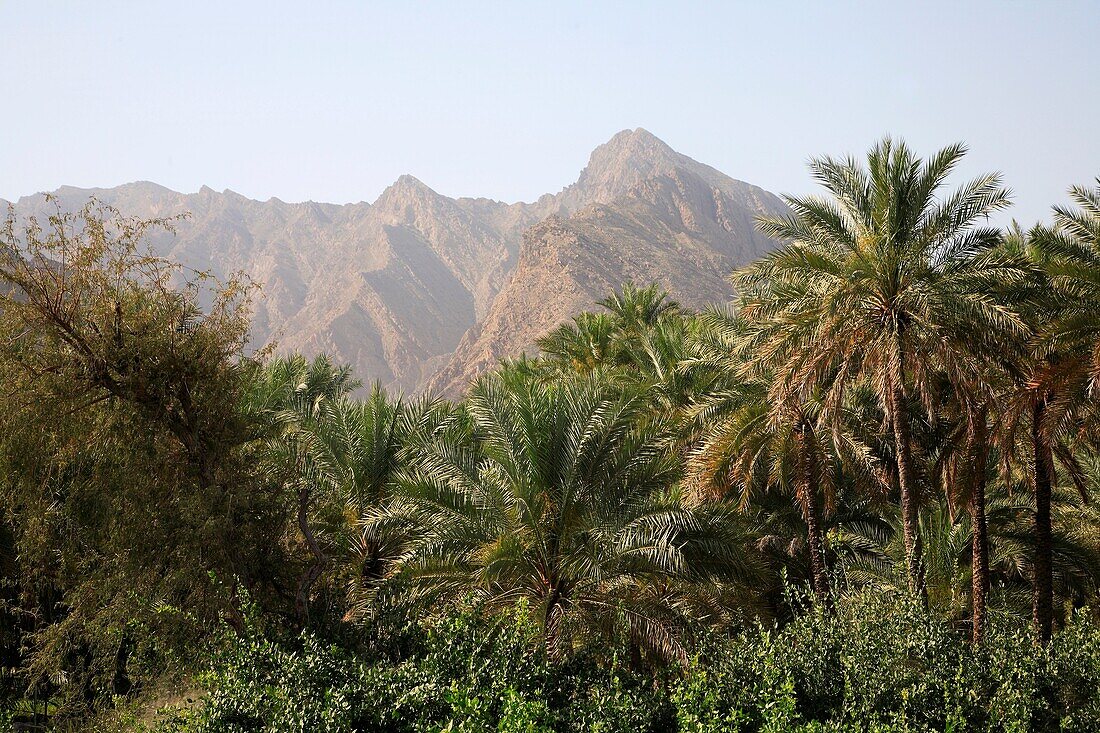 Oman, Al-Batinah, Nakhal, oasis, palms, Hajar Mountains.