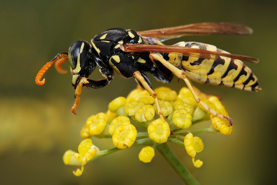 Wasp, Polistes gallicus, Monte dos Pozos, Vigo-Pontevedra, Galicia, Spain.