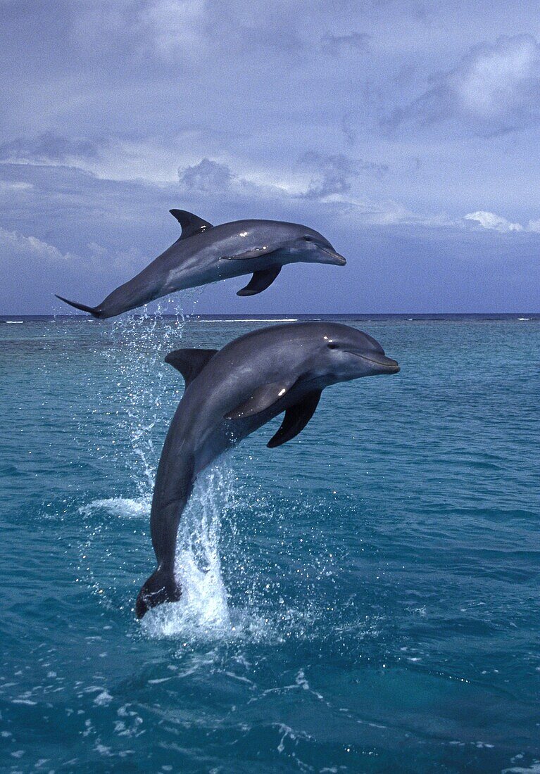 Bottlenose dolphin.Tursiops truncatus.Carribean. Off Roatan Island, Honduras, Central America.