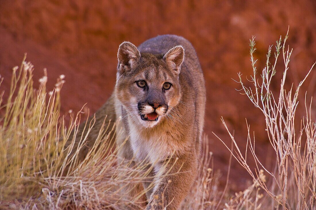 Mountain Lions in the mountains of Montana, United States.