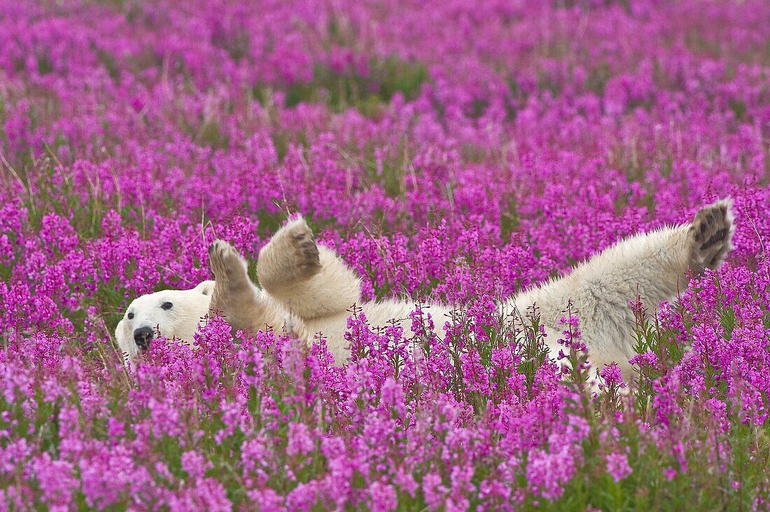 Polar Bear (Ursa maritimus) in fireweed (Epilobium angustifolium) on an island off the sub-arctic coast of Hudson Bay, Churchill, Manitoba, Canada. Bears come to spend the summer loafing on the island and looking for a careless seal or dead whale to wash 