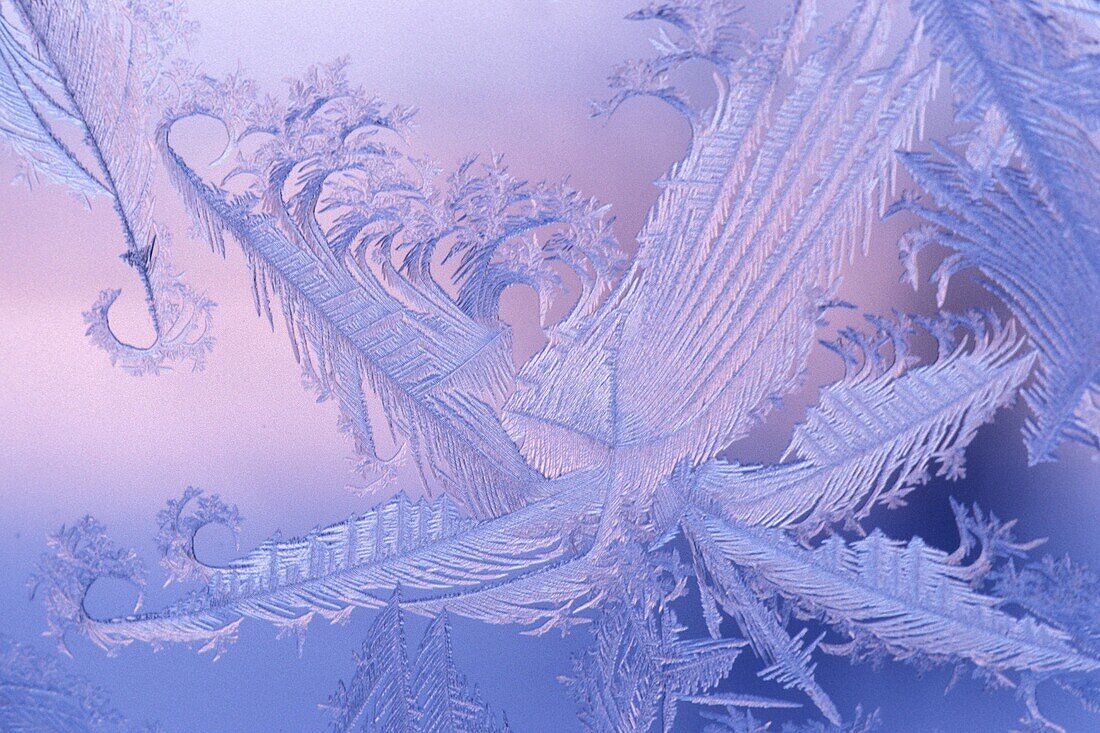 Window frost abstract feathers at sunrise in winter Kleefeld Manitoba Canada.