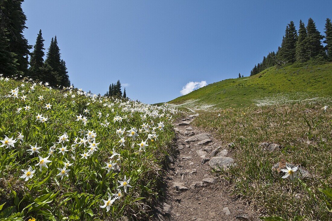 Avalanche Lily along the High Divide Trail, Olympic National Park, Washington.