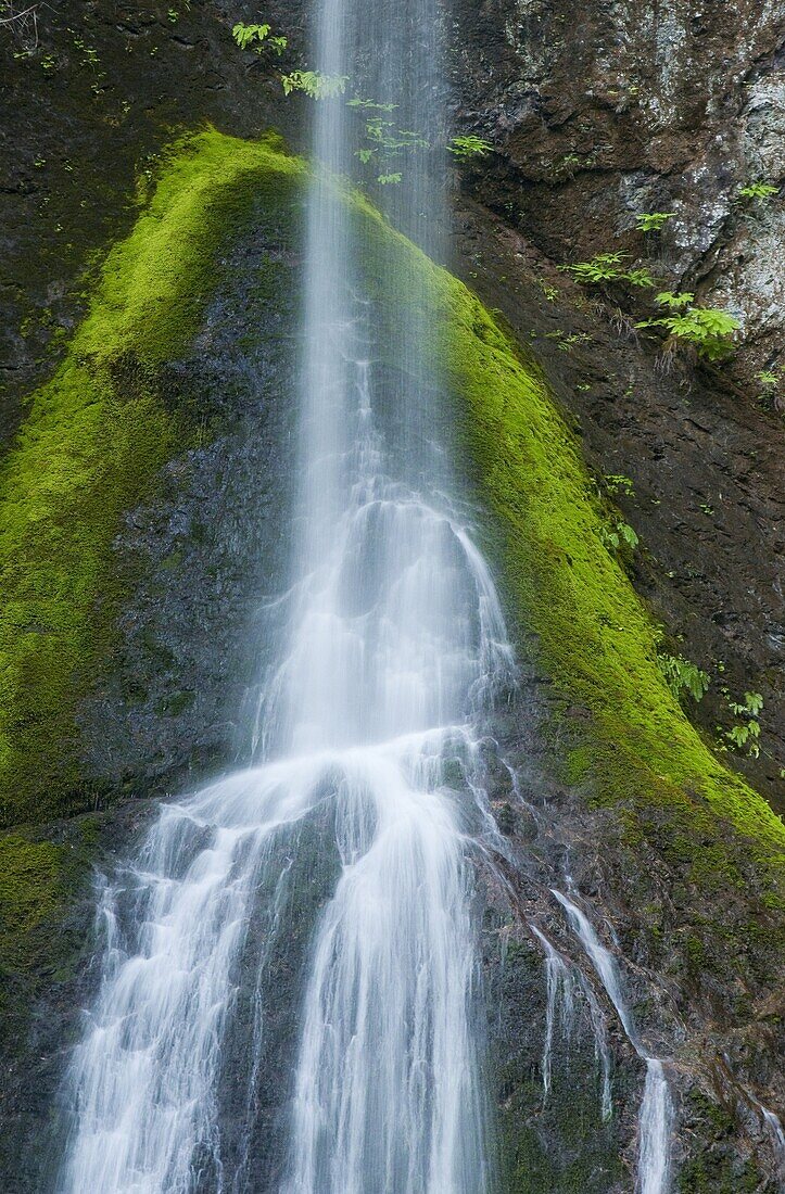 Marymere Falls, Olympic National Park, Washington.