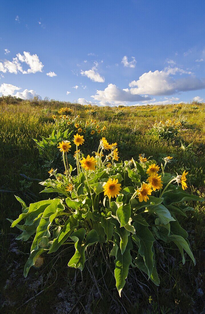 Balsamroot blooming at Coffee Pot Lake in the Channeled Scablands of eastern Washington.