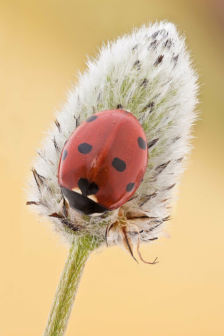 This is the most common ladybird in Europe, introduced in many countries as pests control agents as they are voracious predators of aphids.