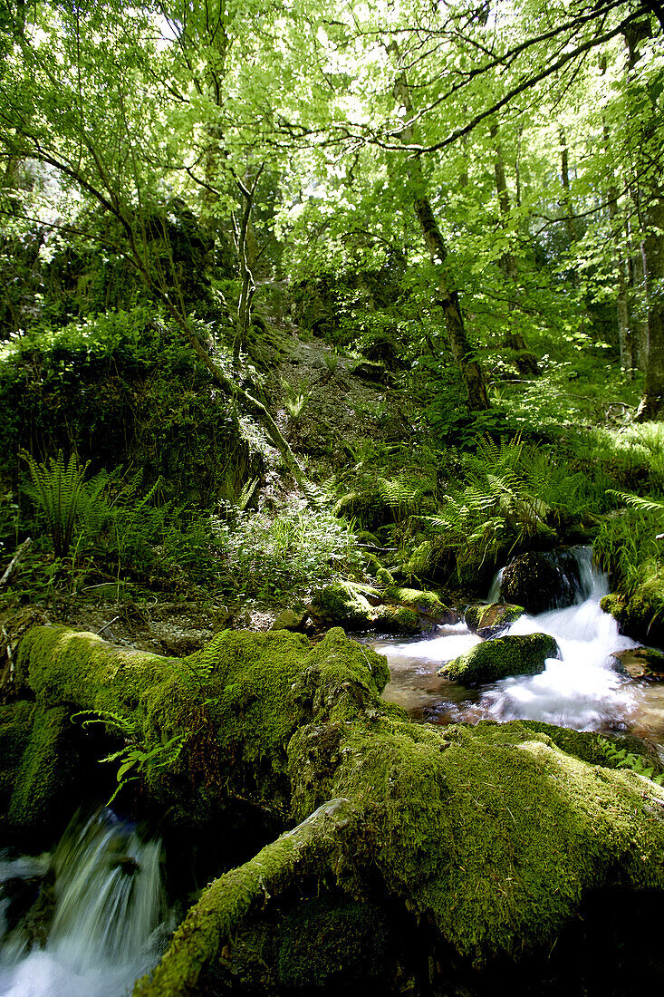 Muniellos nature reserve. Asturias, Spain.