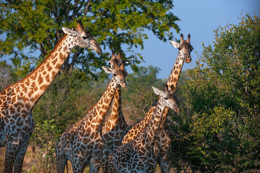 Thornicroft's Giraffes (giraffa camelopardalis thornicrofti) in South Luangwa National Park in eastern Zambia.