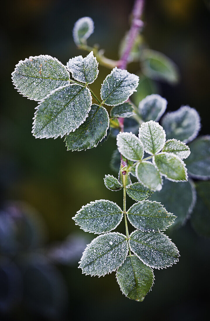 Rosa, Rose plant covered with frost.