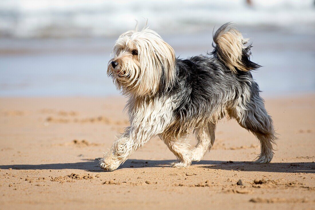 Dogs playing on the beach.