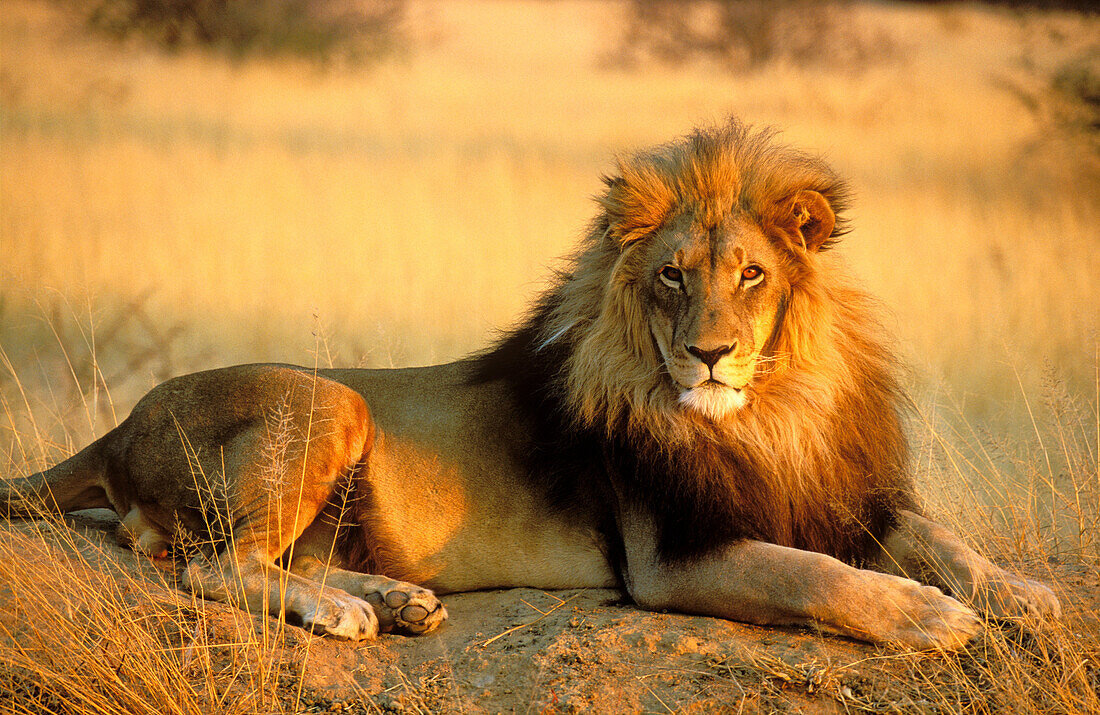 Lion Panthera leo - Male, resting on a termite-hill in the last light of the evening  Photographed in captivity at the Okonjima Lodge, home of The AfriCat Foundation, Namibia