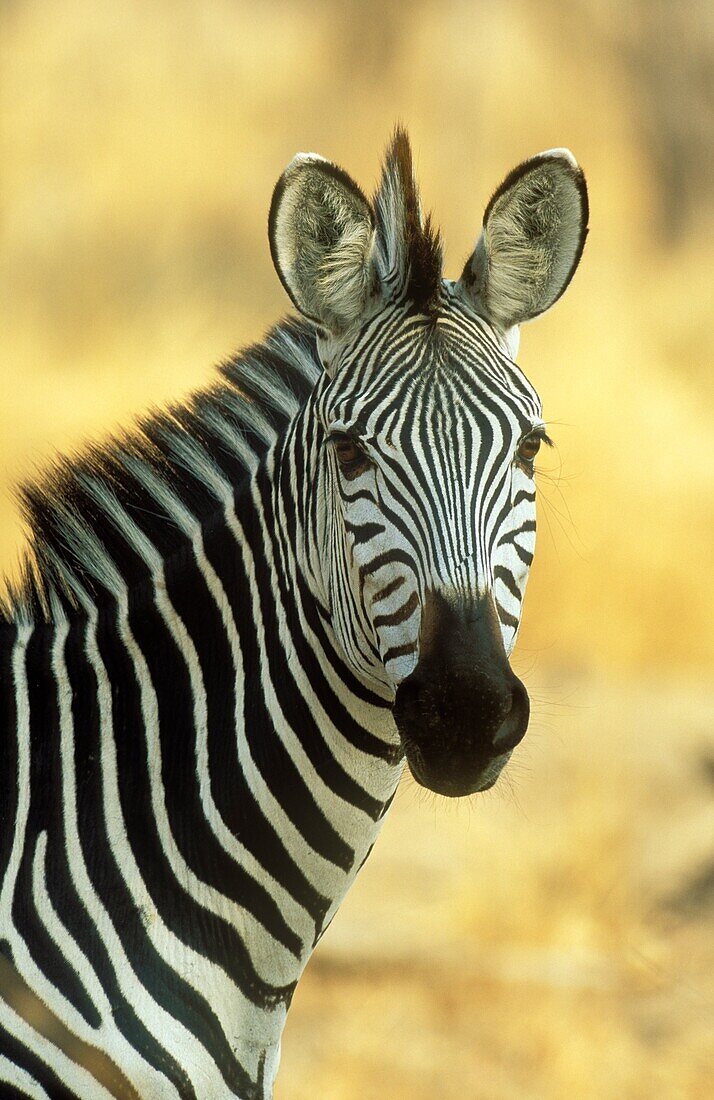 Burchells Zebra Equus quagga burchelli  Etosha National Park, Namibia