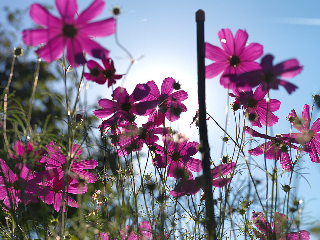 Cosmea flowers in backlight