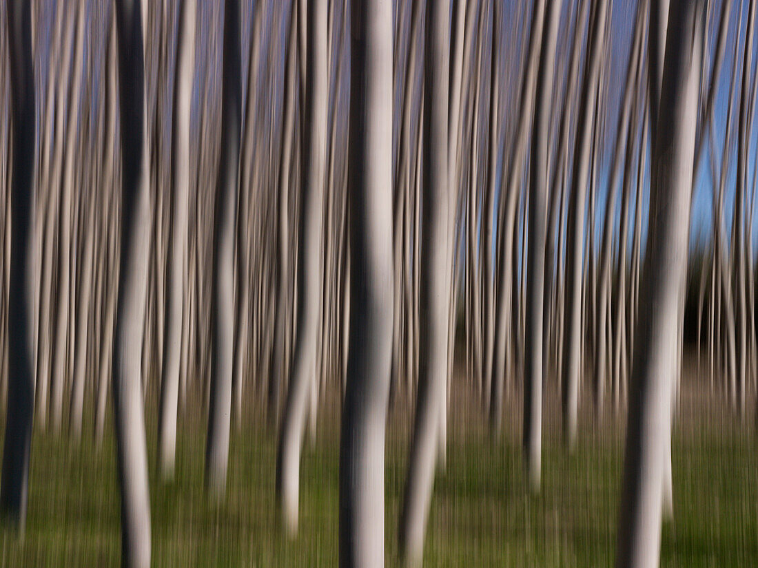 Hornbeam trees, Guadix, Andalusia, Spain