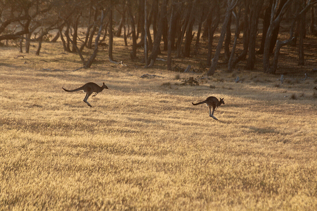 Springende Kängurus in Graslandschaft, Torquay, Victoria, Australien