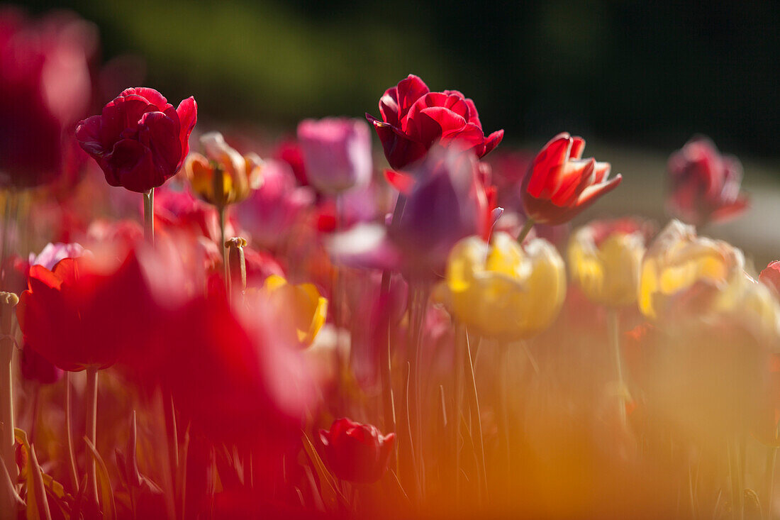Rote und gelbe Tulpen, Bayern, Deutschland