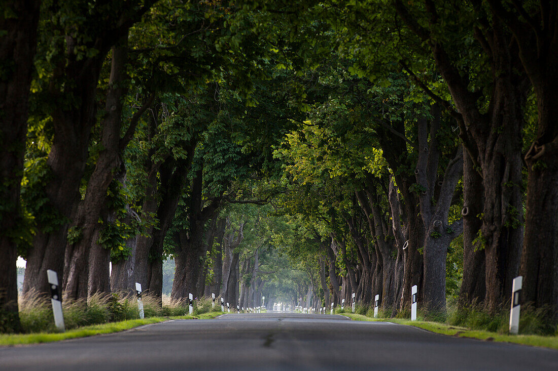 Kastanienallee, Trent, Rügen, Mecklenburg-Vorpommern, Deuschland