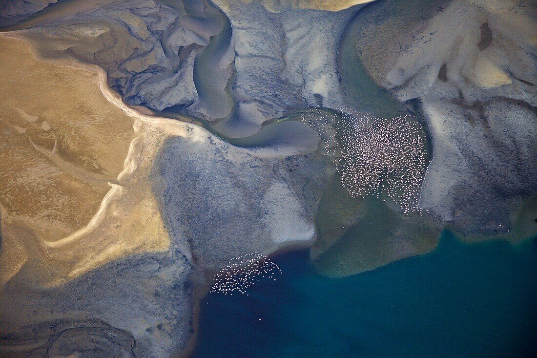 Aerial shot, flying flamingos over the lagoon of Sandwich Harbour, Namibia