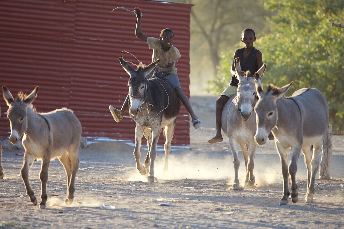 Herero Jungen reiten auf Eseln, Sesfontain, Namibia