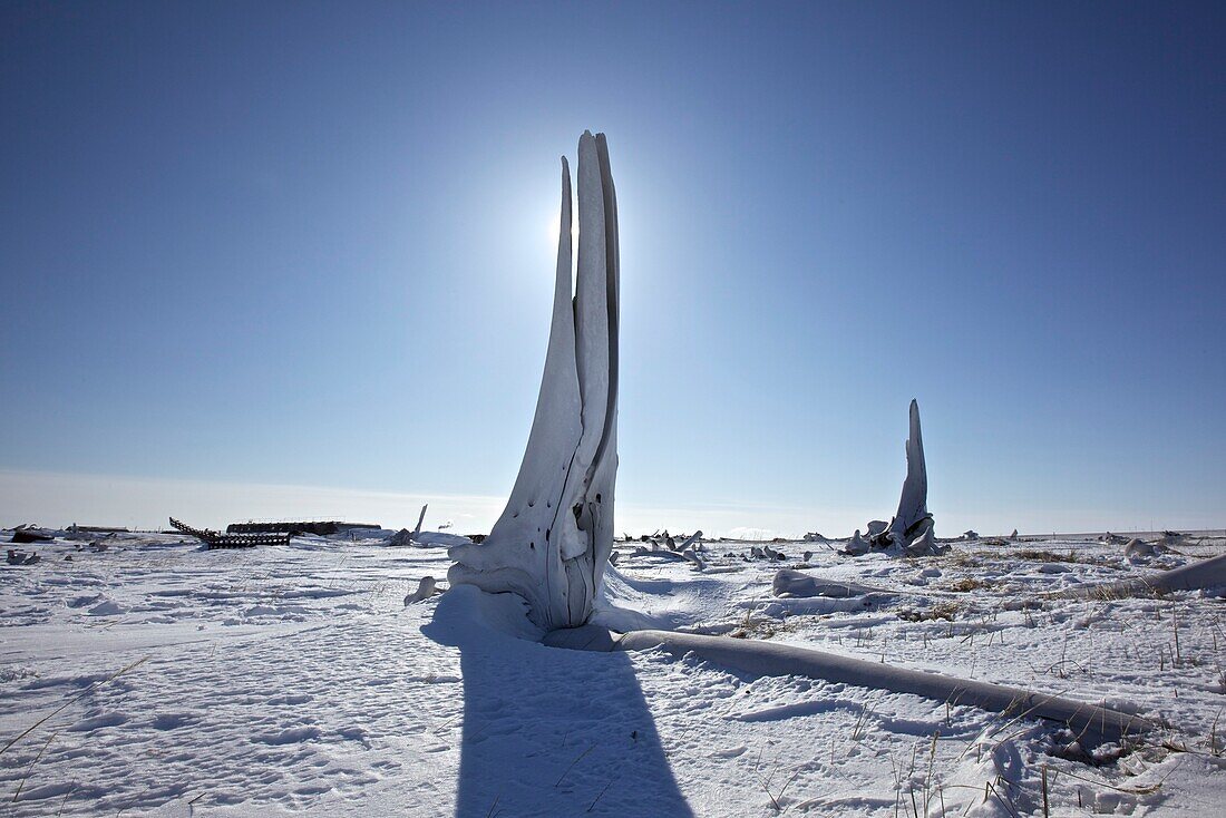 Whale bone at the coast of the Bering Sea in the Inuit settlement Uelkal, Chukotka Autonomous Okrug, Siberia, Russia