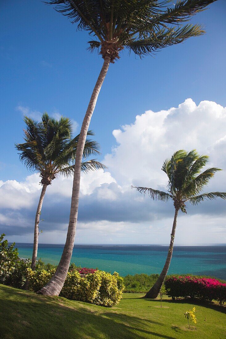 Puerto Rico, East Coast, Las Croabas, palms by Las Croabas Bay.
