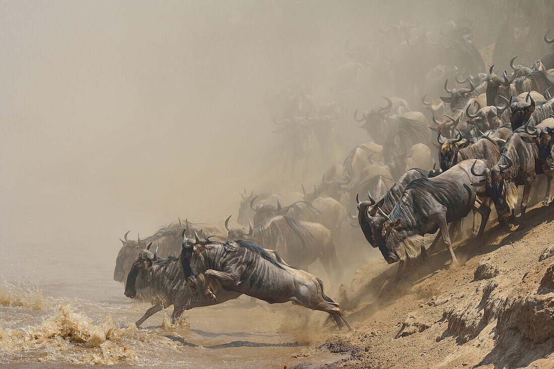 Western white-bearded wildebeest (Connochaetes taurinus mearnsi) jumping from dusty riverbank, Mara Triangle, Maasai Mara National Reserve, Narok, Kenya, Africa