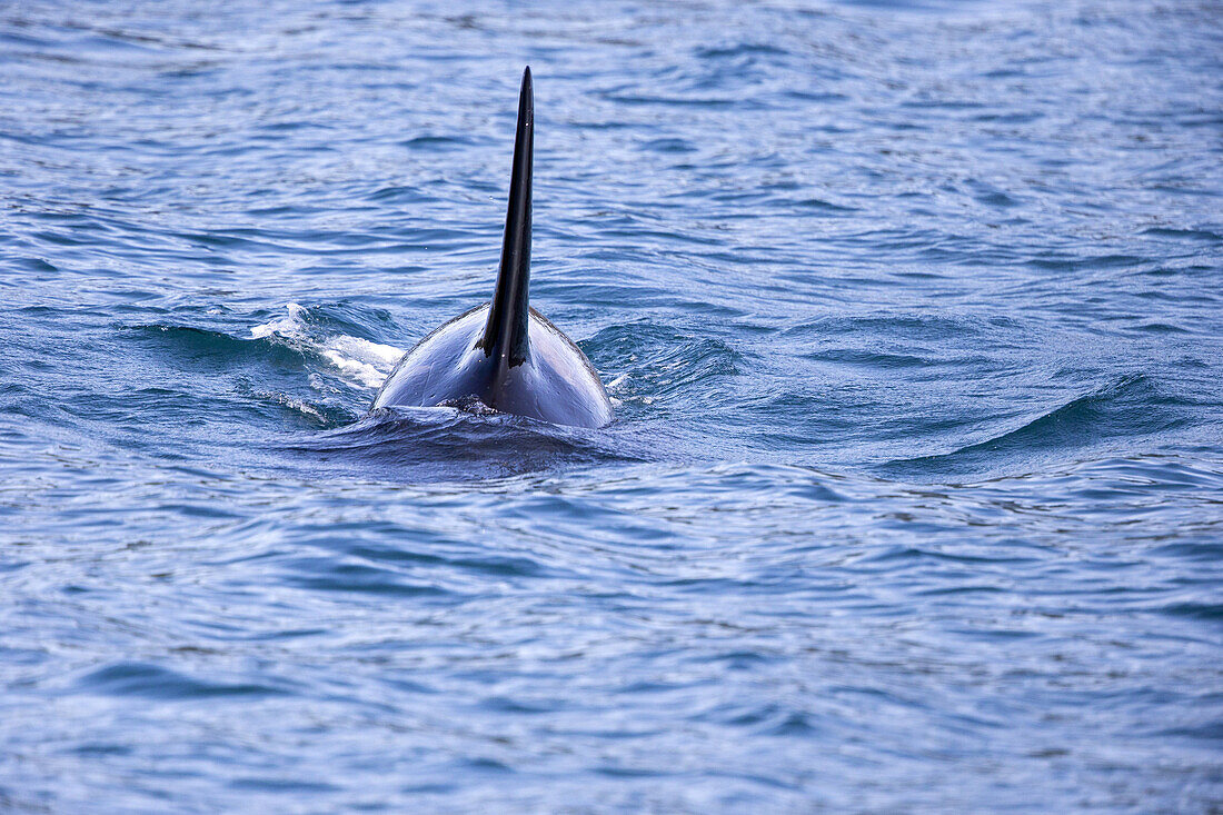 North America,United States,Alaska,Southcentral Alaska,Kenai Peninsula,Kenai Fjords National Park,Killer whale (Orcinus orca),residents group.