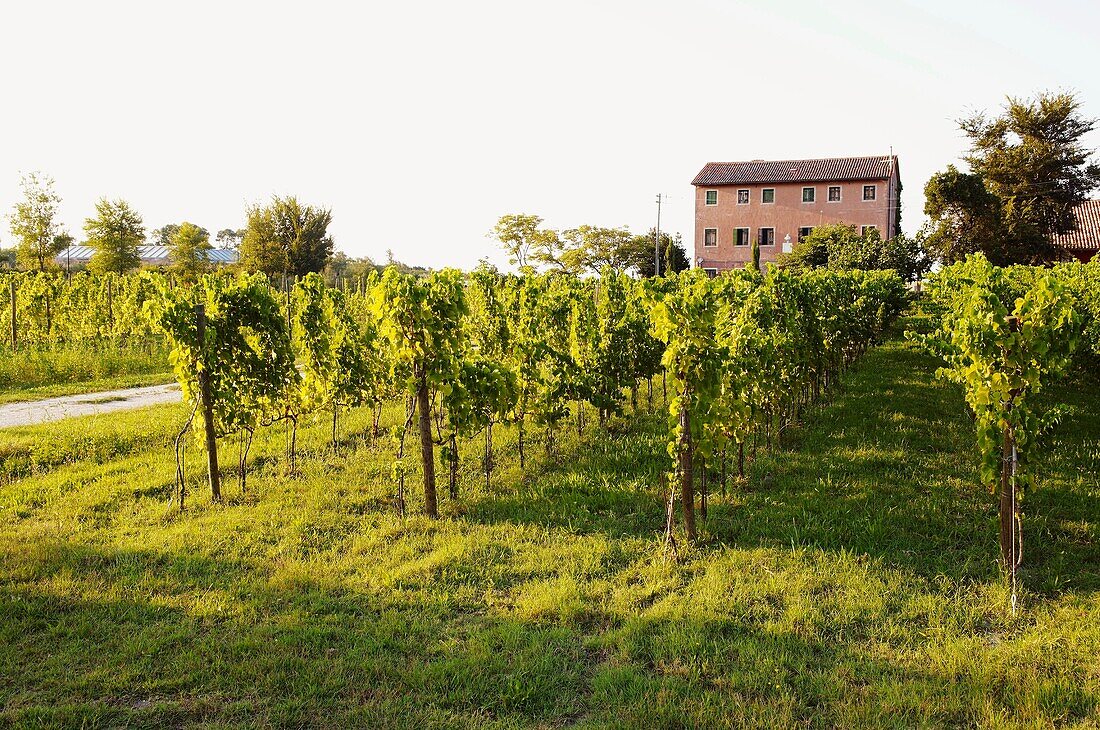 Italy, Venice, Orto : First Wine made In Venice, Sant Erasmo Island  Harvest in malvasia vineyards.