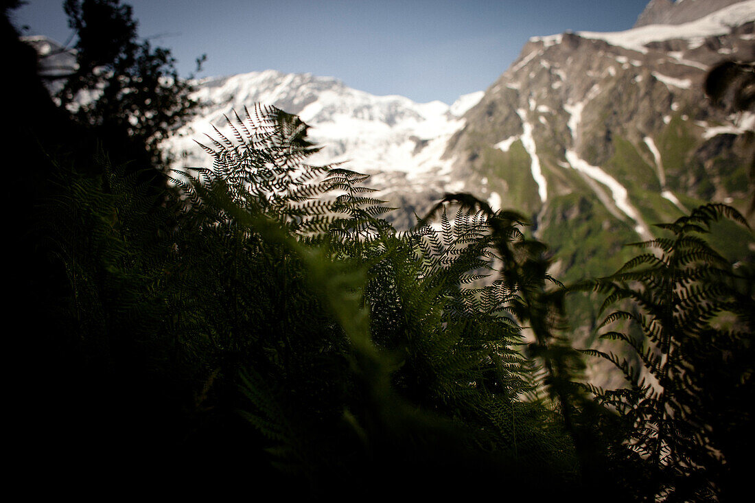 Fern, Glacier in the background, Lower Grindelwald glacier, Bernese Oberland, Switzerland