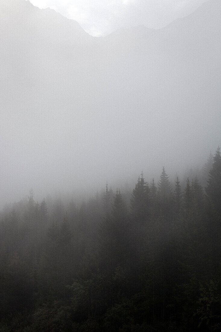 Bergwald im Nebel, Aufstieg zur Bremer Hütte (2413 m), Hinteres Gschnitztal, Stubaier Alpen, Tirol, Österreich
