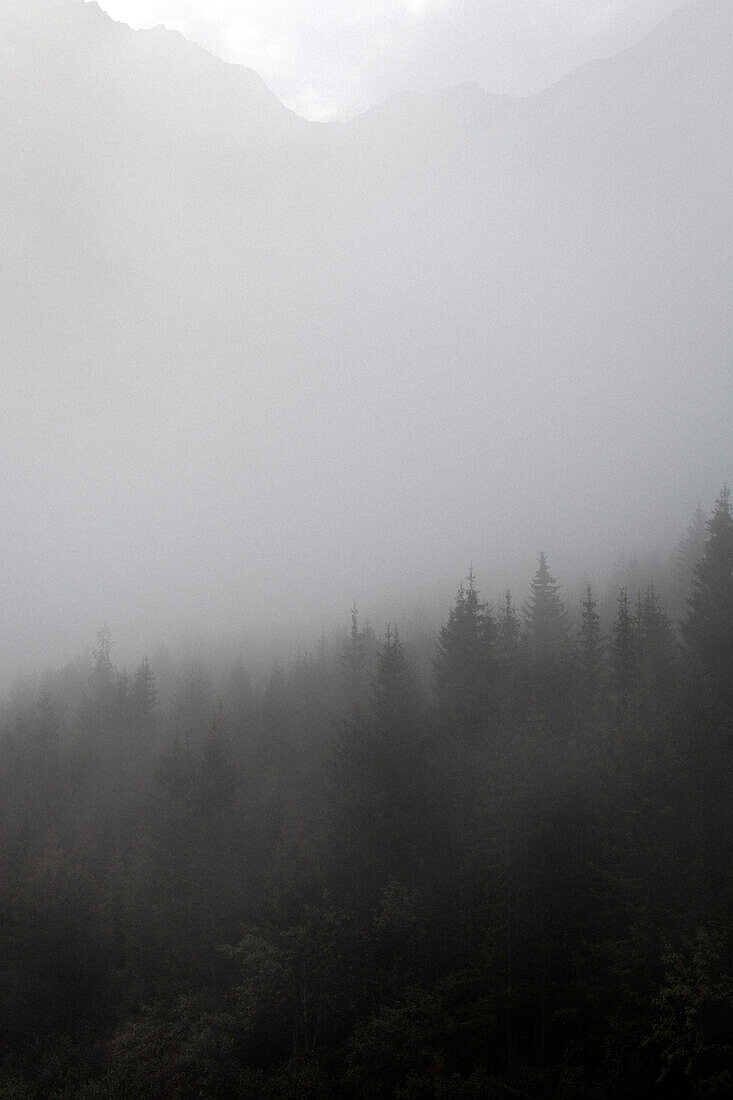 Mountain forest in the mist, ascent to Bremer Hut (2413 m), rear of Gschnitz Valley, Stubai Alps, Tyrol, Austria