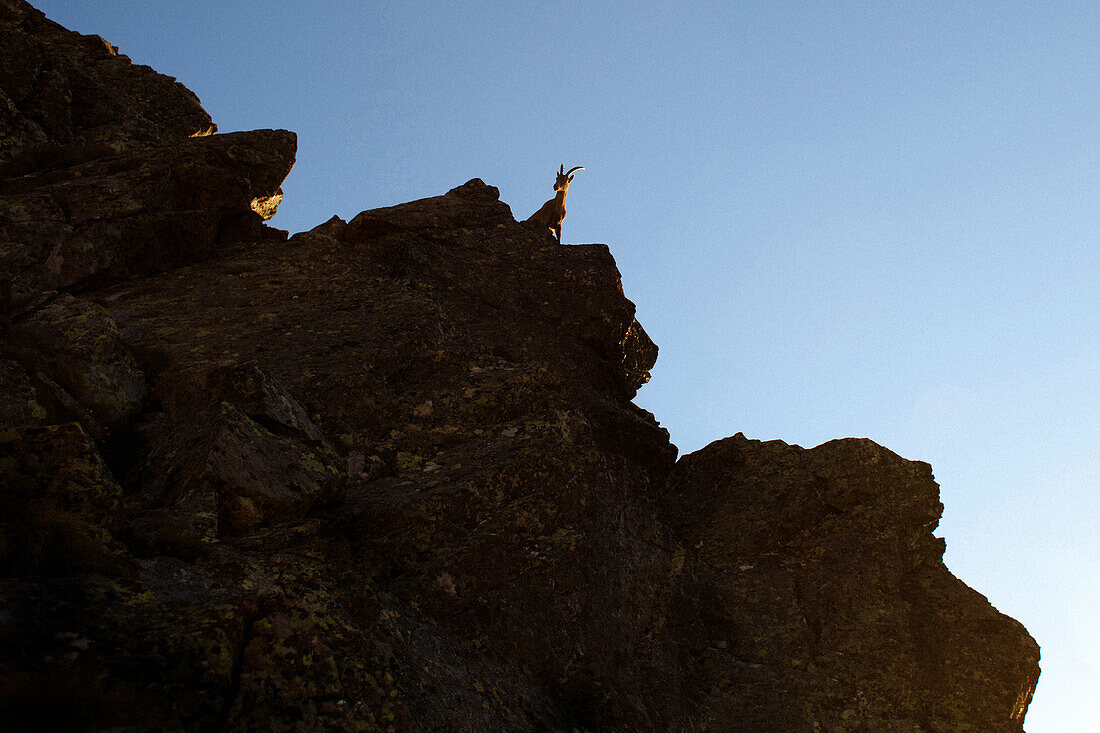 Young Alpine ibex on rocks, ascend to Habicht (3277 m), Stubai Alps, Tyrol, Austria