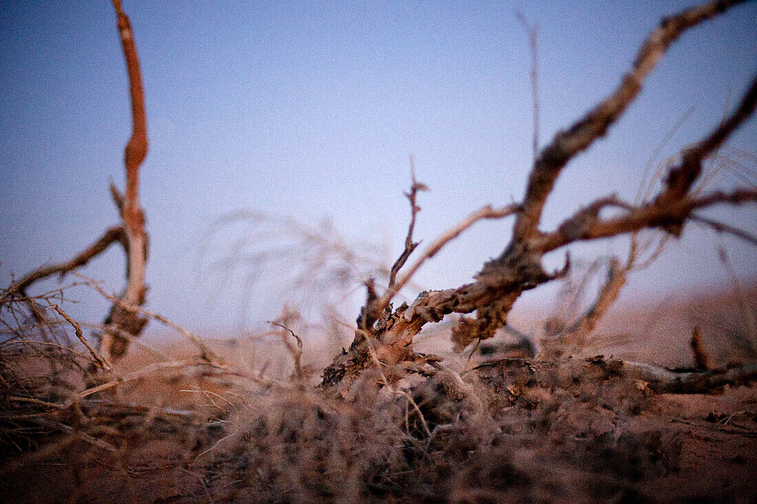 Trockener Strauch in der Wüste, Machtesch Ramon, Wüste Negev, Israel