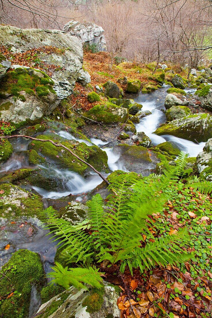 Ferns and Beech forest. Cascada del Asón. Collados del Asón Natural Park. Soba Valley. Cantabria. Spain.
