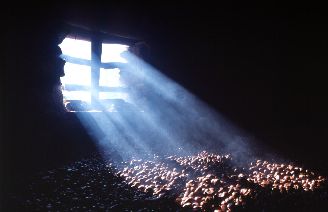 Window, chestnuts, Marroni, cellar, grid, incidence of light, Ticino, Switzerland, camp, warehouse,
